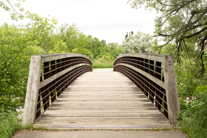 Bridge in forest