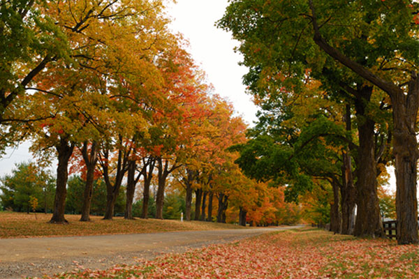 fall coloured trees