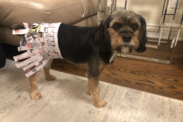 Dog wearing a paper skirt