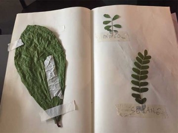 Dried leaves pasted into a scrape book