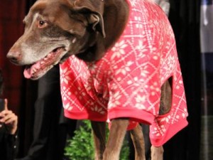 Strut with your mutt event 10