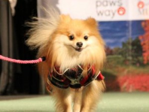 Strut with your mutt event 11