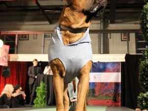 Strut with your mutt event 12