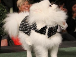 Strut with your mutt event 2