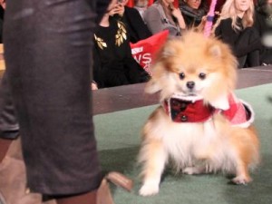 Strut with your mutt event 3