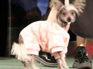 Strut with your mutt event 4