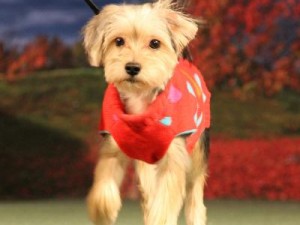 Strut with your mutt event 5