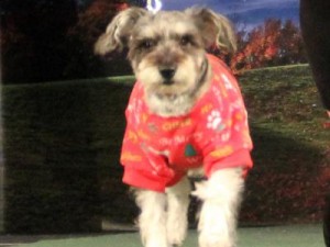 Strut with your mutt event 7
