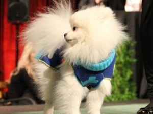 Strut with your mutt event 8