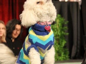 Strut with your mutt event 9