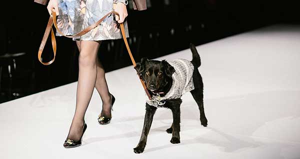 dog on runway